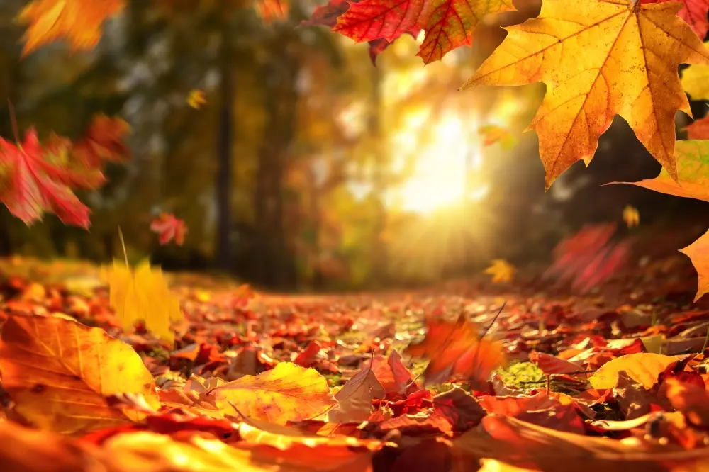 AutumnNewsletter